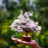 Natural Stone Rose Quartz Mineral Tree For Home Decor